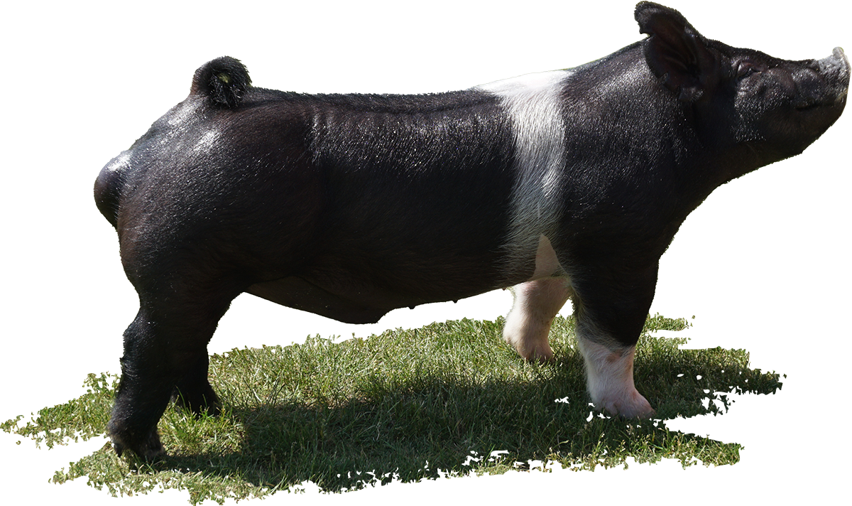 Boars – Stohlquist Showpigs