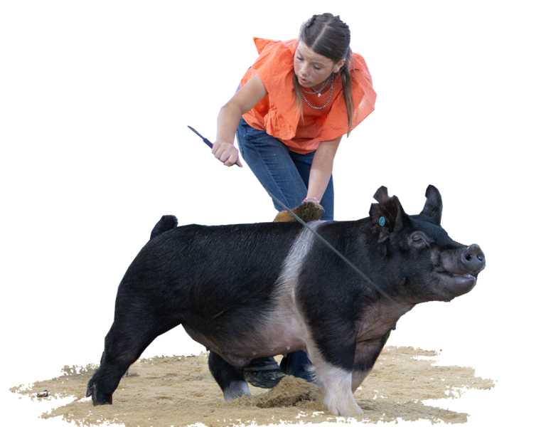 2nd place Crossbred Barrow the Exposition 2022 Presley Shanahan Our Intentions X Hot Check