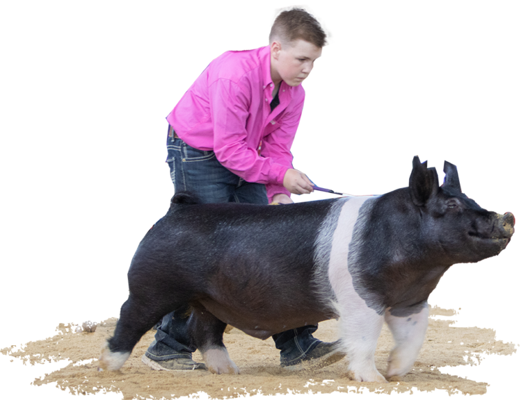 (Ring Shot) Champion Crossbred Barrow 2022 Exposition Congratulations Brody Everhart No Comparison X Nothing To Hide_