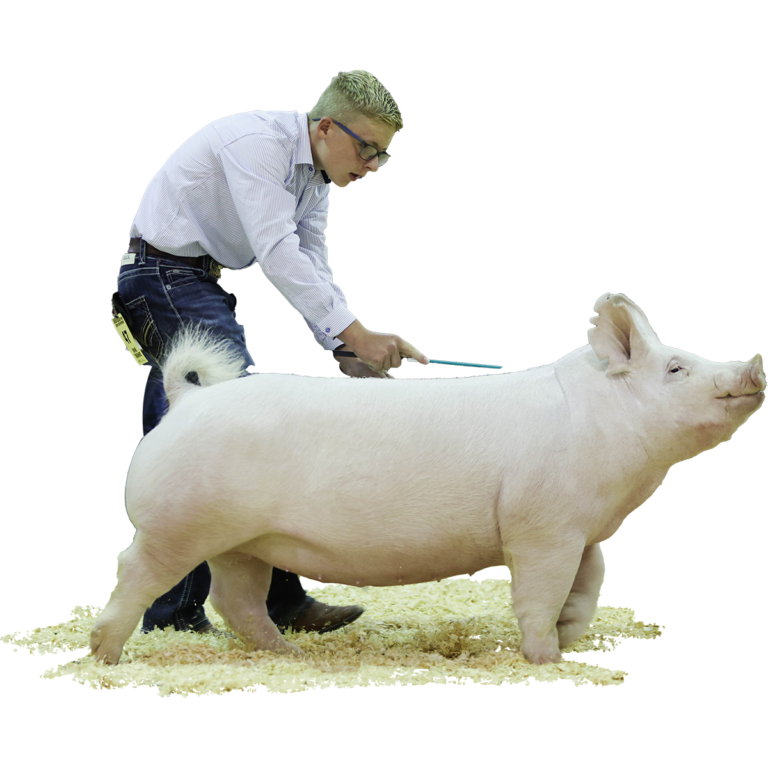 Overall-Reserve-Champion-Gilt,-Champion-Yorkshire-Illinois-State-Fair-Ethan-Stohlquist-Walks-Alone-X-Knockout