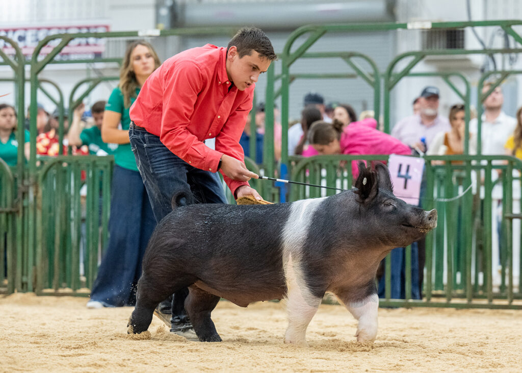 2nd Class 10 Crossbred Barrow