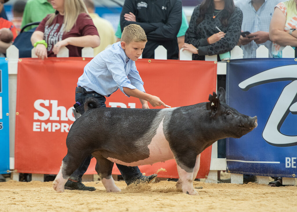 2nd Class 2 Crossbred Gilt