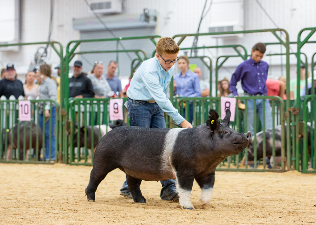 3rd Class 25 Crossbred Gilt