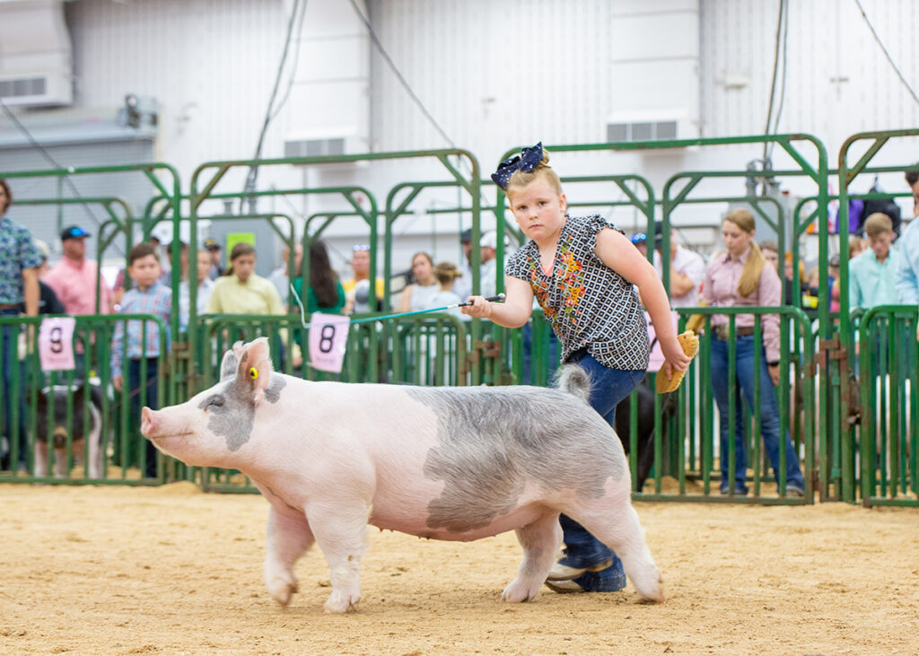 3rd Class 26 Crossbred Gilt