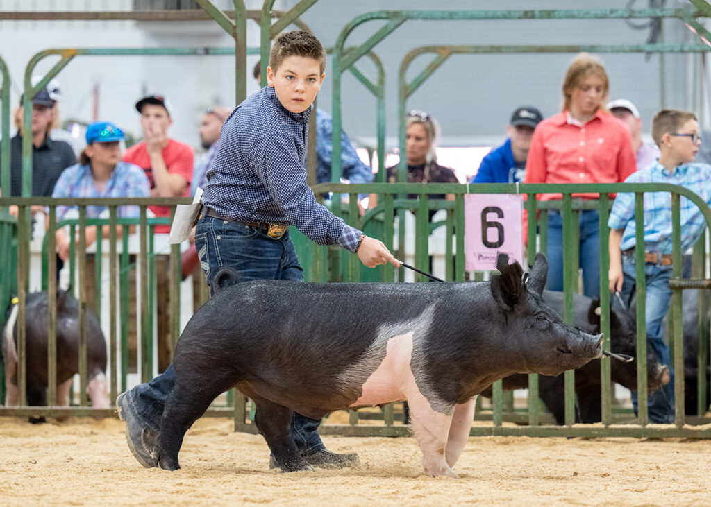 3rd Class 8 Crossbred Barrow