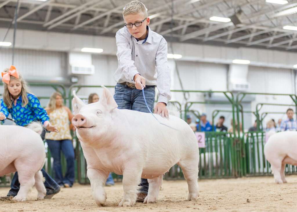 3rd Overall Bred &amp; Owned Yorkshire