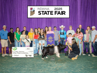 Grand Champion Barrow Indiana