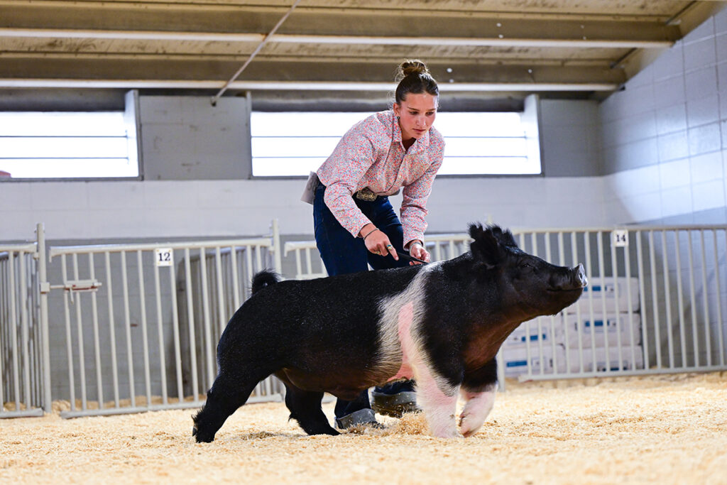 2nd in Class Crossbred Barrow - Wisconsin State Fair - Mia Wilks