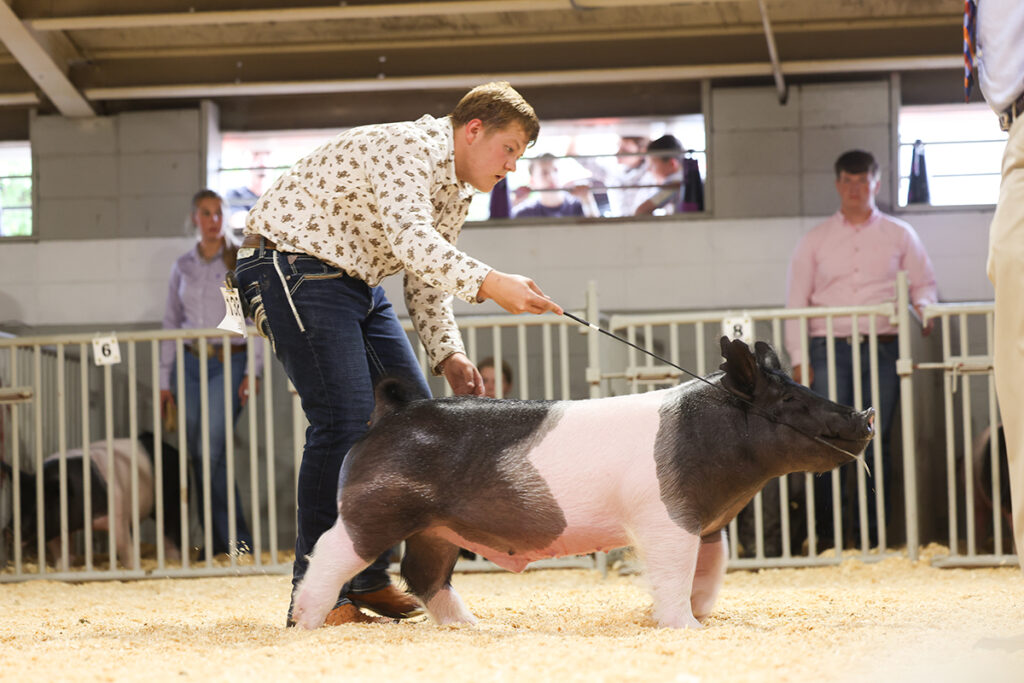 2nd in class Crossbred Barrow - Wisconsin State Fair - Luke Schubert