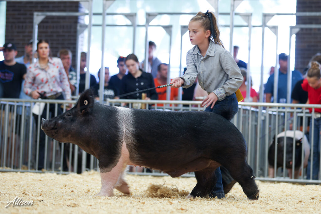 3rd Division 3 Dark Crossbred Barrow - Illinois State Fair - Brenna Dryer