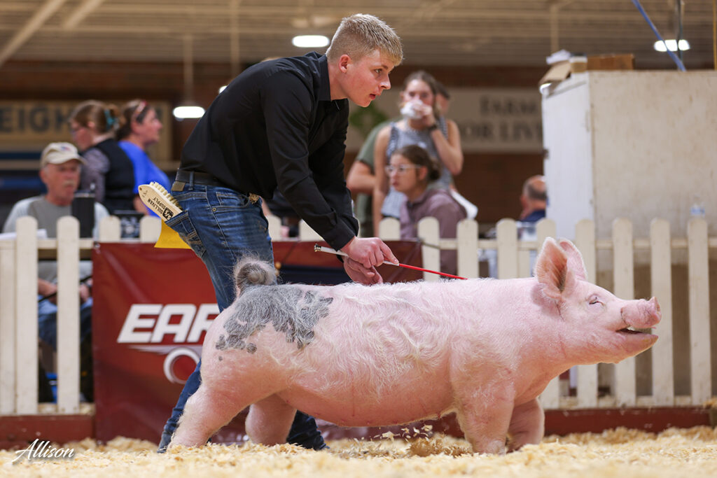 4th Overall Lightweight Crossbred Gilt - Illinois State Fair - Ethan Stohlquist