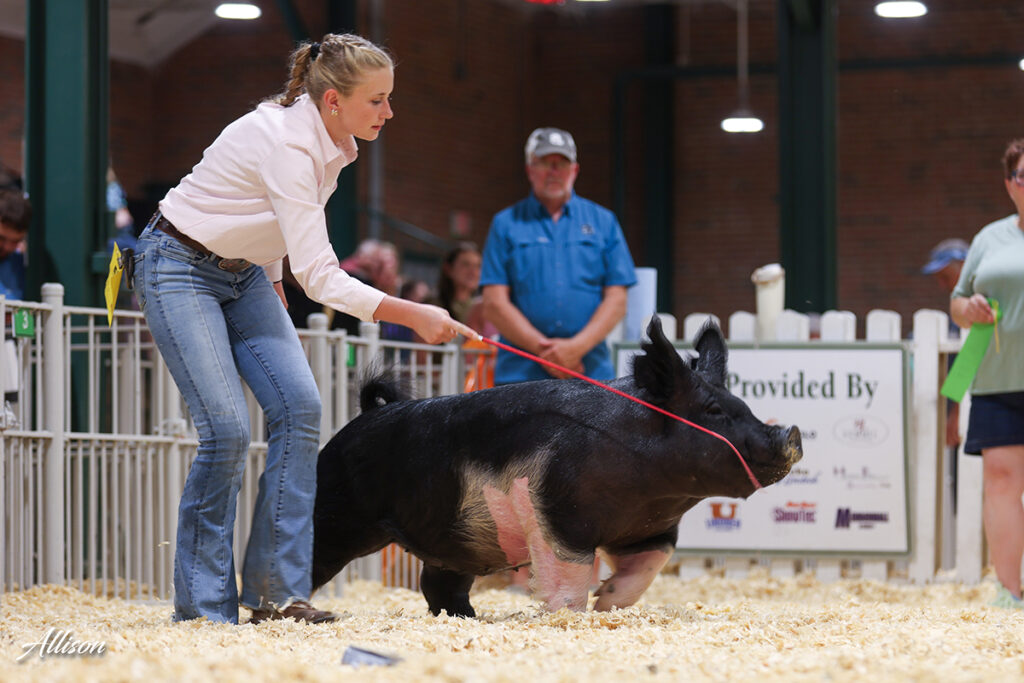 Class winner Dark Crossbred Gilt - Illinois State Fair - Isabel Stohlquist