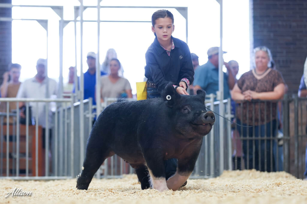 Division 1 3rd Overall Dark Crossbred Barrow - Illinois State Fair - Brekyn Dryer