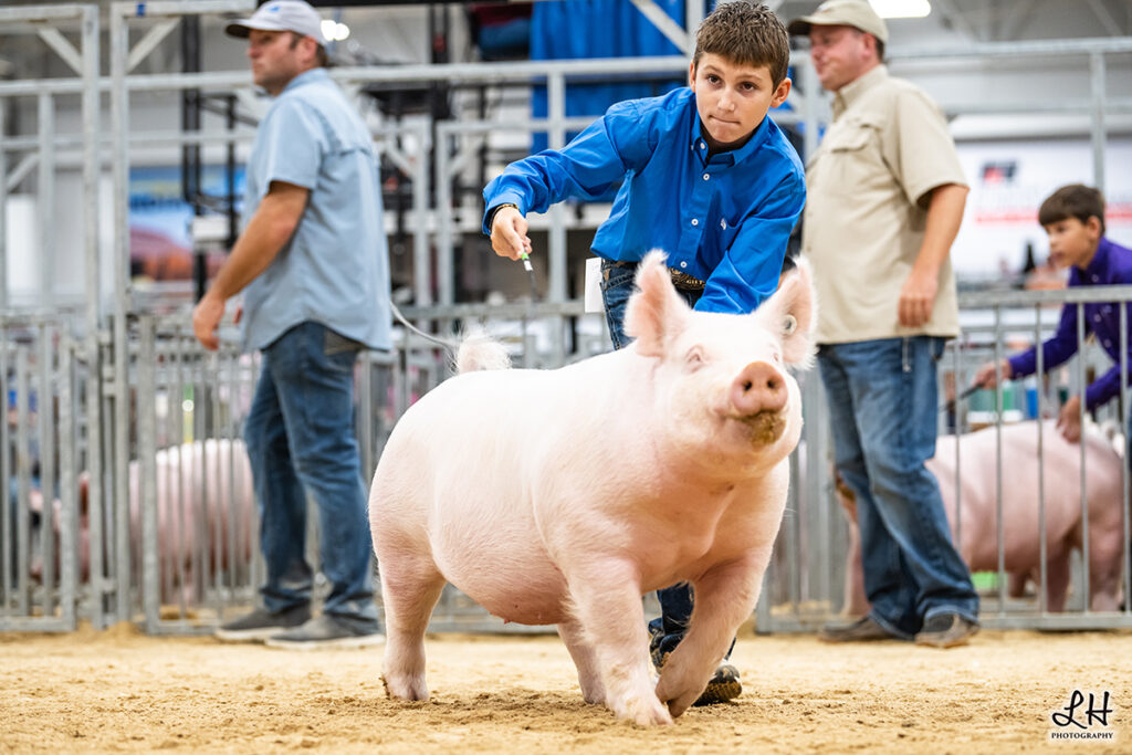Division 1 4th Overall Yorkshire Gilt - Indiana State Fair - Deegan Shelton Loaded Gun X Walks Alone