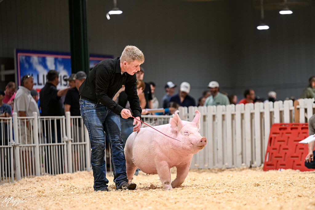 Reserve Champion Yorkshire Gilt - Illinois State Fair - Ethan Stohlquist